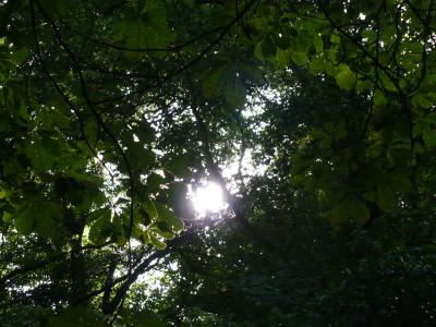 Ein Sonnenbild mit der Sonne in den Blaettern